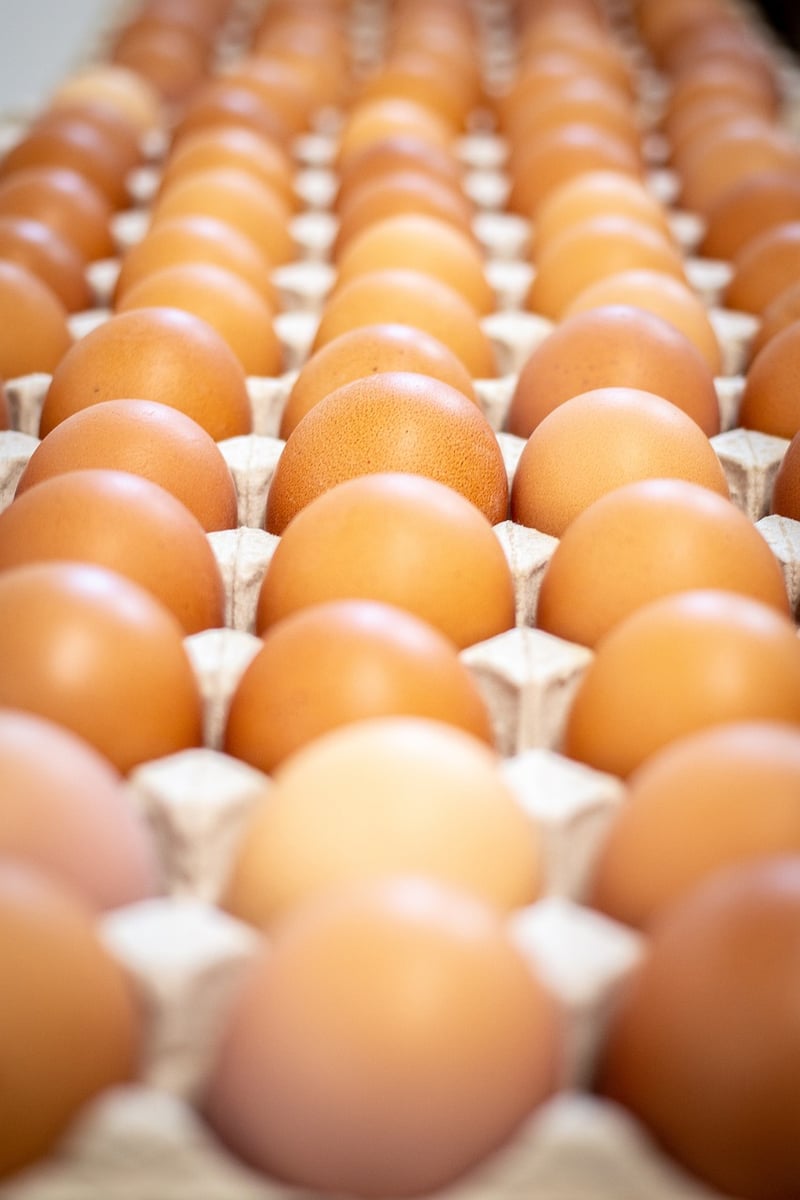Egg Substitute